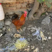 خروس رسمی جوان