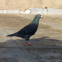 چاپی کاکلی نر