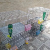 قفس کبوتر