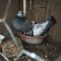جفت سینه سبز