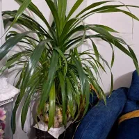 گل طبیعی|گل و گیاه طبیعی|سامان, |دیوار