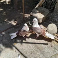 کبوتر