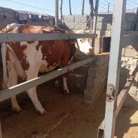 گاو