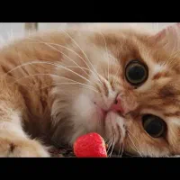 گربه نر بریتیش بدون خط و خال آماده جهت جفت گیری