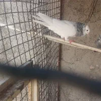 کبوتر طوقی بعدرنگ شستی