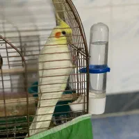 عروس هلندی