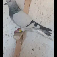 سبز دم سفید سینه سبز .کله سیاه