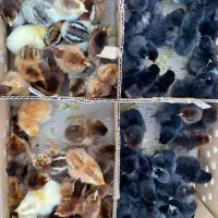 جوجه گلپایگانی بومی