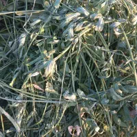 فروش یونجه فله ای