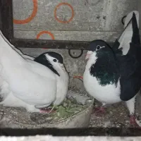 کفتر جفت ساده ــ  جوجه کفتر