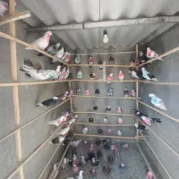 کفتر فروشی