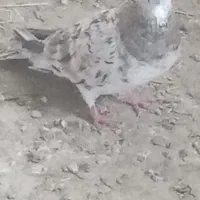 دوعدد سار