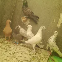 ۱۴تا‌کفتر‌صید