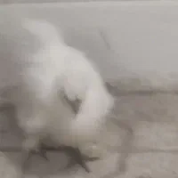 مرغ ابریشمی