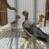 جوجه عروس هلندی