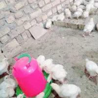 جوجه مرغ گوشتی