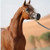 باشگاه سوارکاری وپرورش اسب