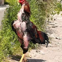 خروس لاری