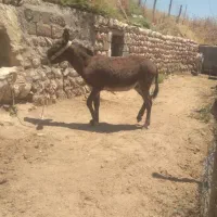 خر مادیان پر