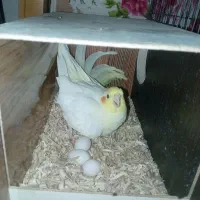 جفت عروس باتخم