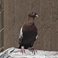 کفتر کبوتر