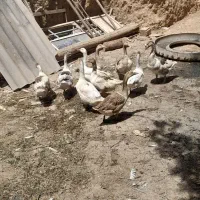 غاز
