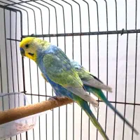 رینبو ترک نژاد اصل مرغ عش