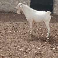 نر بربری