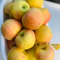 سیب دو رنگ شیرین
