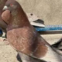 کبوتر معاوضه