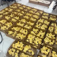 جوجه پرورشی گوشتی