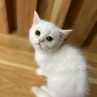 برتیش ماده کامل سفید۳ماهه ۸تومن