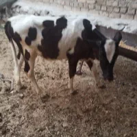 گوساله نر