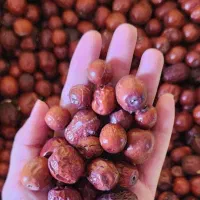 فروش عناب