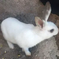 خرگوش سفید. چشم‌مشکی