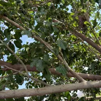 باغچه و باغ ۲۱۹ متری /لوکیشن باغی سندار|فروش زمین و ملک کلنگی|تهران, خانی‌آباد|دیوار