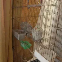 عروس هلندی ماده