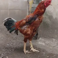 خروس لاری