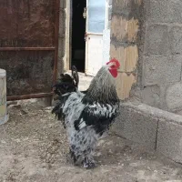 مرغ خروس برهما