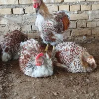مرغ و خروس تزئینی