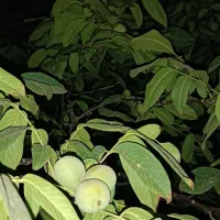 گردو نوبر با پوست سبز