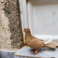 کبوتر زرد بفرش میرسد