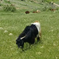 نر بز