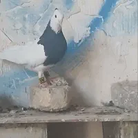 کبوتر طوقی