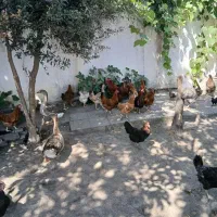مرغ محلی اصل