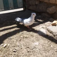 کبوتر