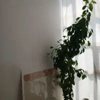 نهال نارنج