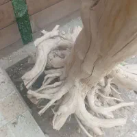 درخت خام جاودانه
