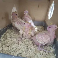 جوجه عروس هلندی سرلاکی