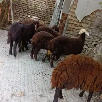 بره|حیوانات مزرعه|گرگان, |دیوار